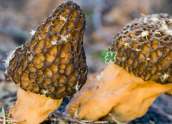 羊肚菌有假的嗎？野生羊肚菌有幾種？