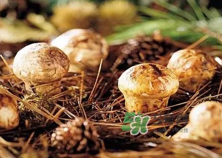 松茸什么時(shí)候吃最好？松茸什么季節(jié)有
