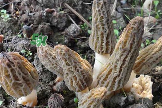 羊肚菌可以泡水喝嗎？羊肚菌可以燉鴿子嗎