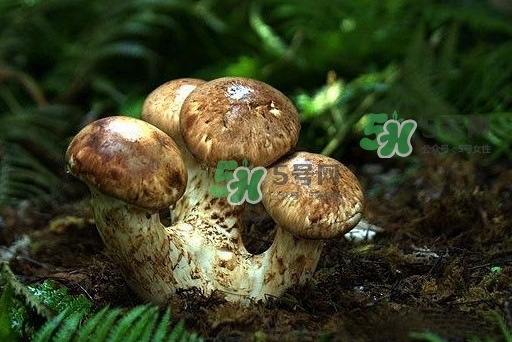 干松茸多少錢(qián)一斤？野生松茸多少錢(qián)一斤？