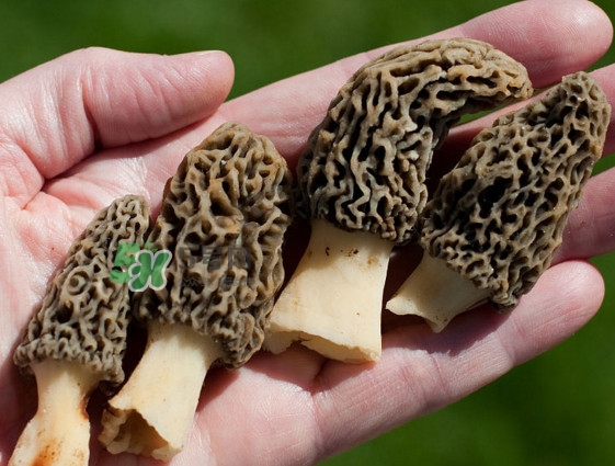 羊肚菌種植是不是騙局？羊肚菌的種植技術(shù)