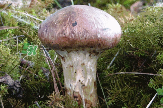 松茸是發(fā)物嗎？松茸是熱性還是涼性？