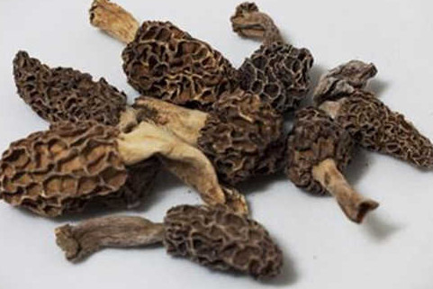 羊肚菌有毒嗎？羊肚菌可以人工種植嗎？