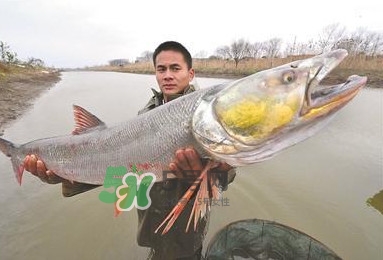鳡魚多少錢一斤？野生鳡魚多少錢一斤