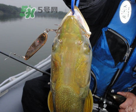 鳡魚好吃嗎？鳡魚刺多嗎