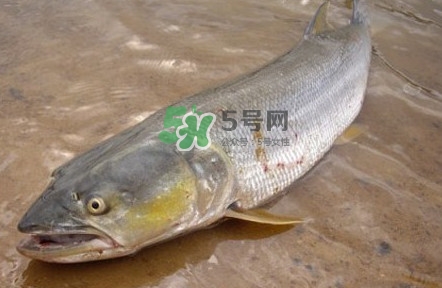 鳡魚怎么釣？鳡魚在魚缸里怎么養(yǎng)