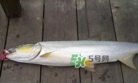 釣鳡魚用什么路亞竿好？路亞鳡魚用什么餌好