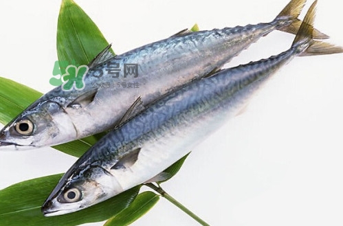 一般鳡魚能長到多大？鳡魚與假鳡魚怎么區(qū)分