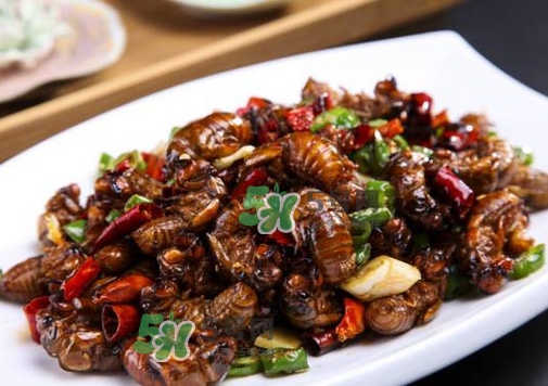 知了猴什么味道？知了猴好吃嗎？