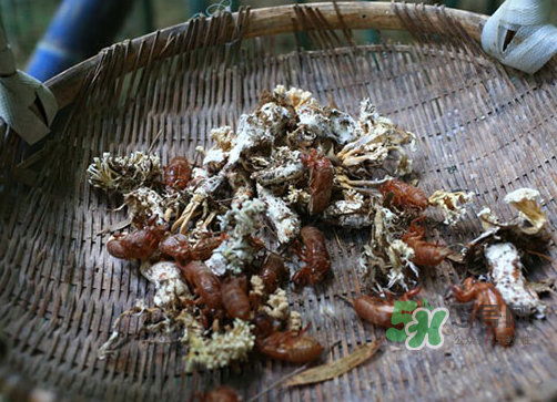 金蟬花可以放在冰箱嗎？新鮮金蟬花怎么保存？