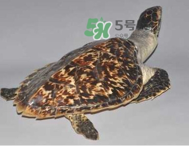 玳瑁龜好養(yǎng)嗎？養(yǎng)玳瑁龜違法嗎