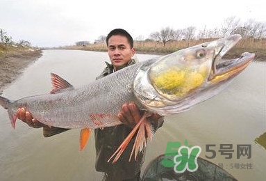 一般鳡魚能長到多大？鳡魚與假鳡魚怎么區(qū)分