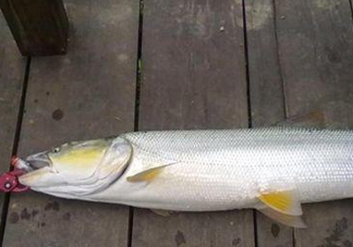 釣鳡魚用什么路亞竿好？路亞鳡魚用什么餌好
