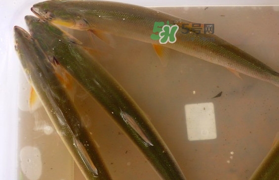 鳡魚(yú)怎么做好吃？鳡魚(yú)有天敵嗎