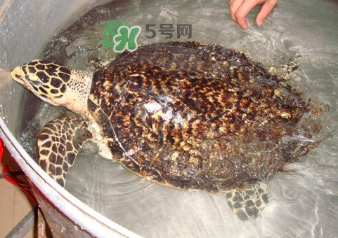 玳瑁龜好養(yǎng)嗎？養(yǎng)玳瑁龜違法嗎