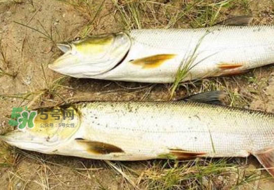 鳡魚怎么釣？鳡魚在魚缸里怎么養(yǎng)