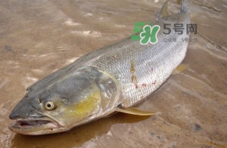 鳡魚是什么魚？鳡魚是淡水魚嗎