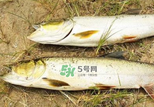 鳡魚是什么魚？鳡魚是淡水魚嗎
