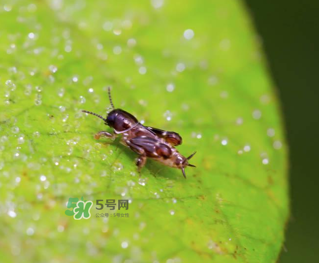 跳蚤會寄生在人身上嗎？跳蚤會在人身上存活嗎？