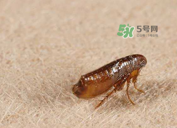 跳蚤會寄生在人身上嗎？跳蚤會在人身上存活嗎？