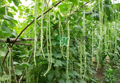 豇豆是什么樣的？豇豆是長豆角嗎？