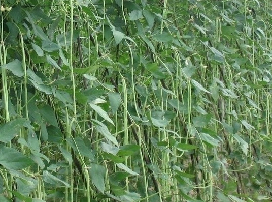 缸豆可以生吃嗎？缸豆可以炒雞蛋嗎
