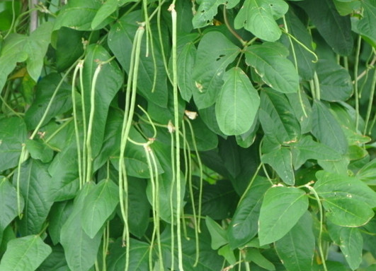 缸豆幾月份種？缸豆什么時(shí)候播種？