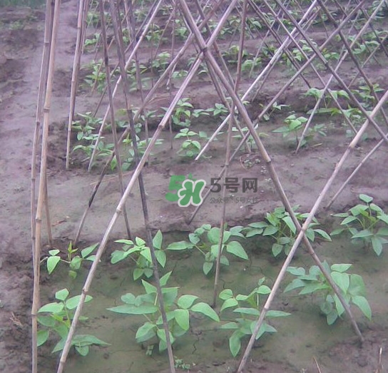 缸豆什么時(shí)候搭架？缸豆要怎樣搭架子