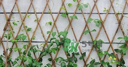 缸豆什么時(shí)候搭架？缸豆要怎樣搭架子