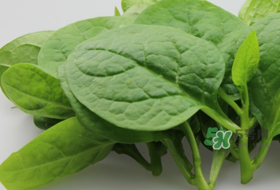 木耳菜怎么做好吃？木耳菜怎么吃