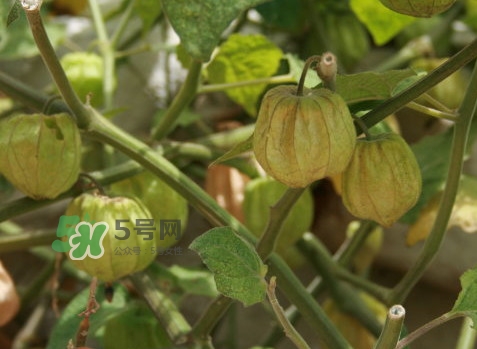 黃菇娘幾月種植？黃菇娘的種植注意事項