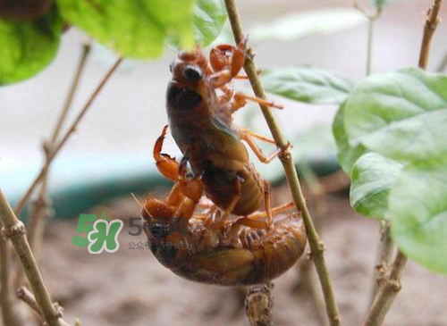 金蟬為什么這么貴？野生金蟬和養(yǎng)殖金蟬的區(qū)別