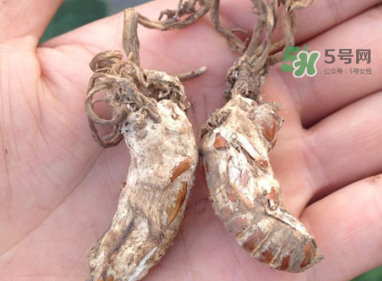 野生金蟬花多少錢一只？野生金蟬花價(jià)格