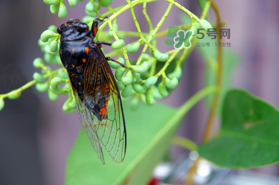金蟬什么時候最多？金蟬什么時候沒有？