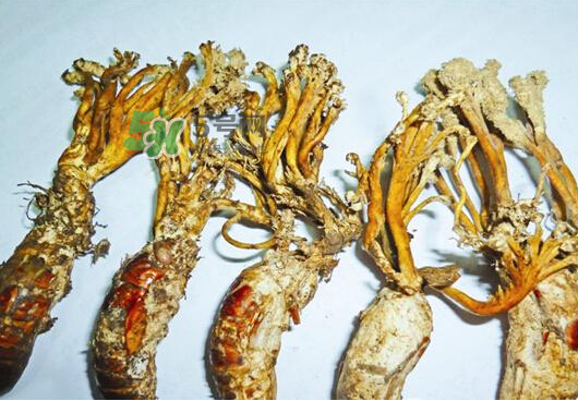 知了花多少錢一斤？野生知了花多少錢一斤2017？