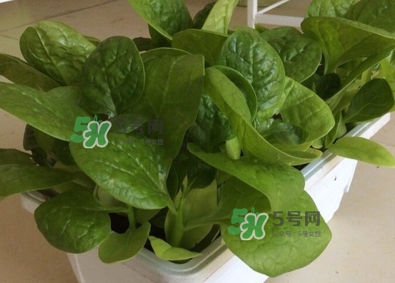 木耳菜怎么清洗？木耳菜怎么擇？