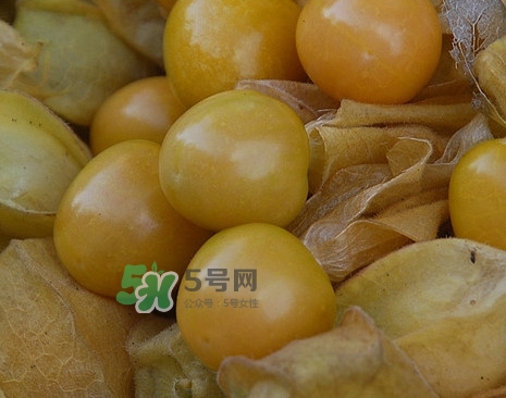 黃菇娘幾月種植？黃菇娘的種植注意事項