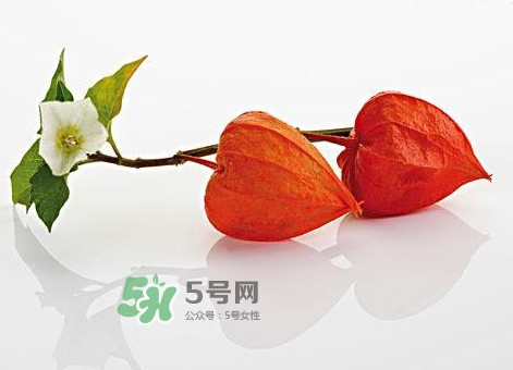 菇娘果皮有用還是果實(shí)有用？紅菇娘泡水喝用皮還是用果