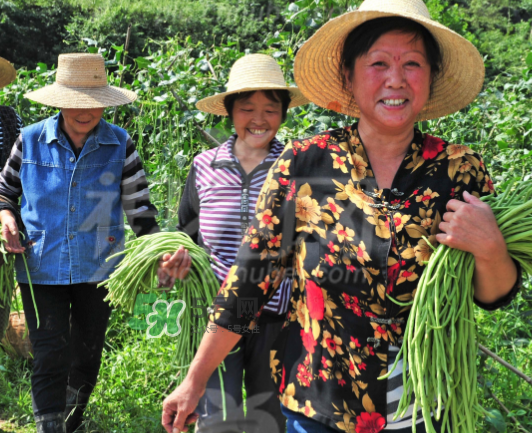九月份可以種什么蔬菜？九月份適合種植什么蔬菜？