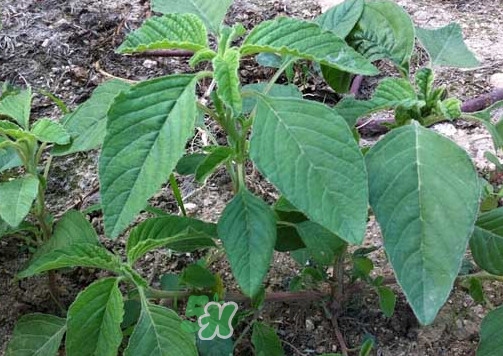 野莧菜孕婦能吃嗎？莧菜和野莧菜的區(qū)別