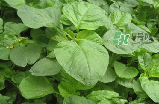 野莧菜怎么做好吃？野莧菜怎么保存