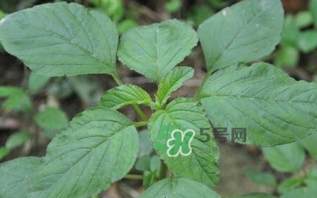 野莧菜有刺嗎？野莧菜和刺莧菜一樣嗎