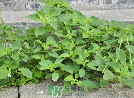 野莧菜什么人不能吃？野莧菜不能和什么一起吃