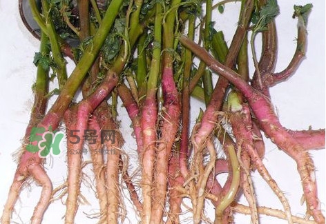 莧菜留根能長么？莧菜根為什么腌制前要水泡一整天