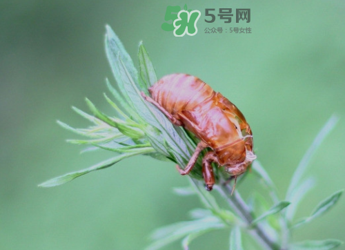 知了殼能治過敏性鼻炎嗎？知了殼可以治過敏性鼻炎嗎？