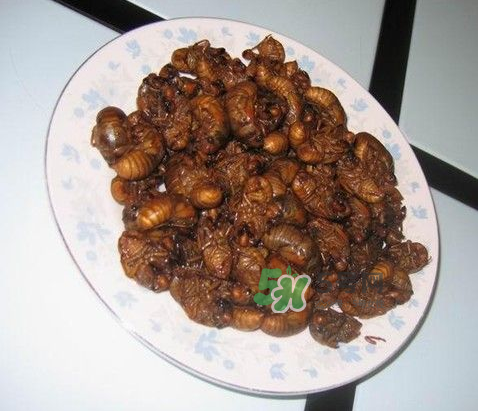 吃金蟬過(guò)敏怎么辦？吃金蟬為什么會(huì)過(guò)敏？