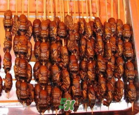 吃金蟬過(guò)敏怎么辦？吃金蟬為什么會(huì)過(guò)敏？