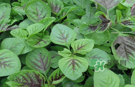 炒野莧菜要焯水嗎？野莧菜和山藥能在一起吃嗎