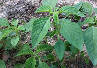 炒野莧菜要焯水嗎？野莧菜和山藥能在一起吃嗎