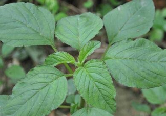 野莧菜有刺嗎？野莧菜和刺莧菜一樣嗎